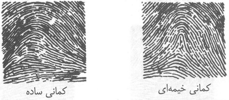 نمونه کمانی اثر انگشت